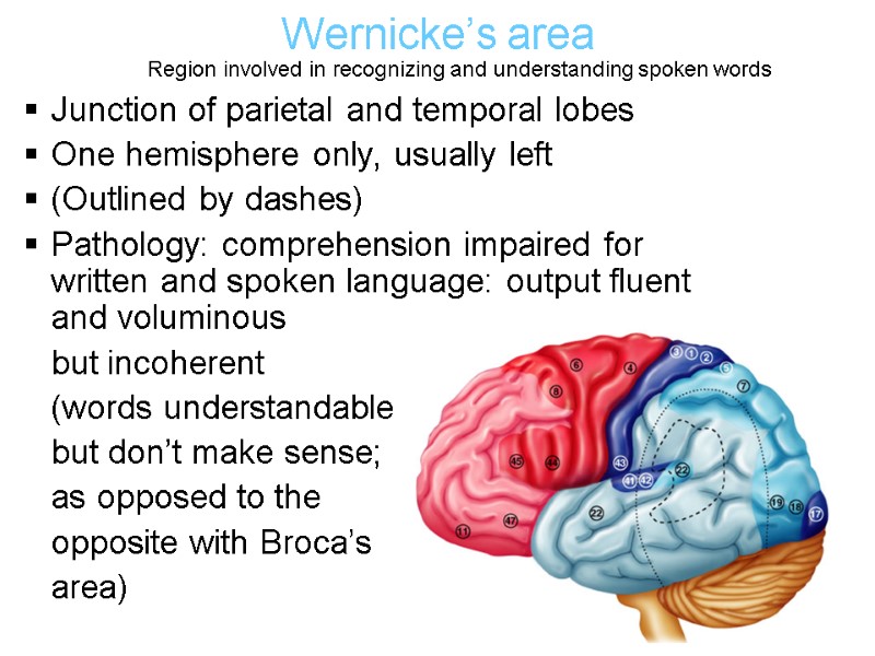 Wernicke’s area Junction of parietal and temporal lobes One hemisphere only, usually left (Outlined